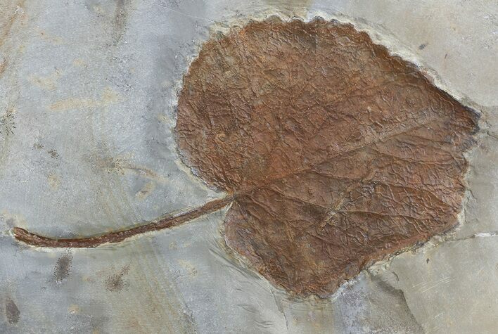 Paleocene Fossil Leaf (Davidia) - Montana #68348